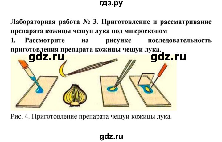 ГДЗ по биологии 5 класс  Пасечник Бактерии, грибы, растения  § 7. Строение клетки / Лабораторная работа № 3 - 1, Решебник №1