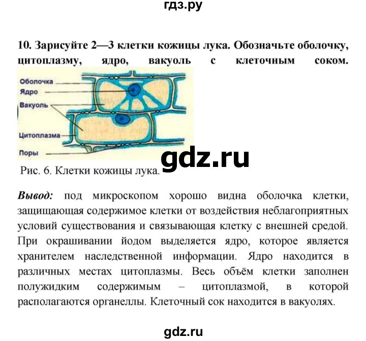 ГДЗ по биологии 5 класс  Пасечник Бактерии, грибы, растения  § 7. Строение клетки / Лабораторная работа № 3 - 10, Решебник №1
