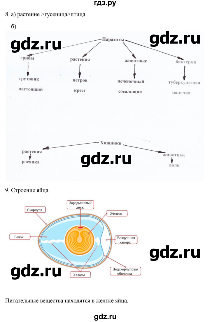 ГДЗ по биологии 5 класс  Сухова   параграф - 31, Решебник №1