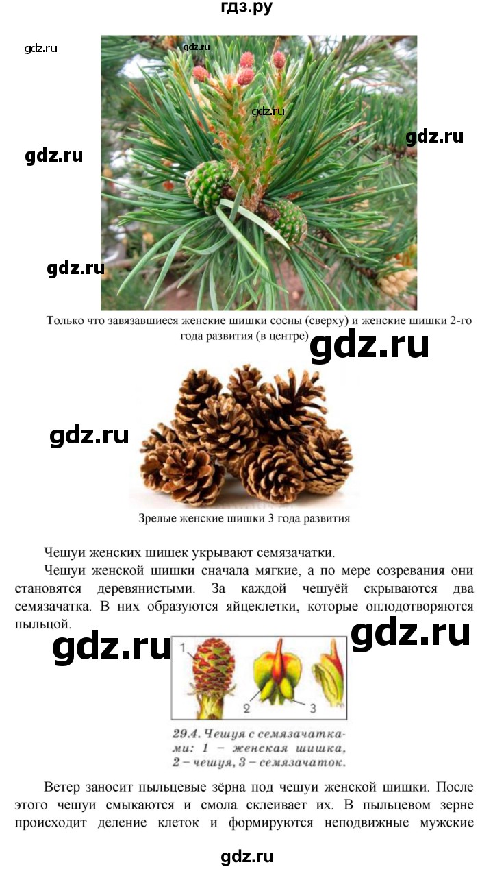 ГДЗ по биологии 5 класс Ловягин   параграф - § 29, Решебник №1