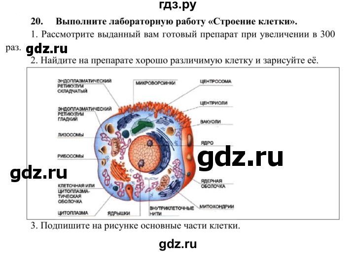 ГДЗ по биологии 8 класс Сонин рабочая тетрадь Человек  номер - 20, Решебник к тетради 2014