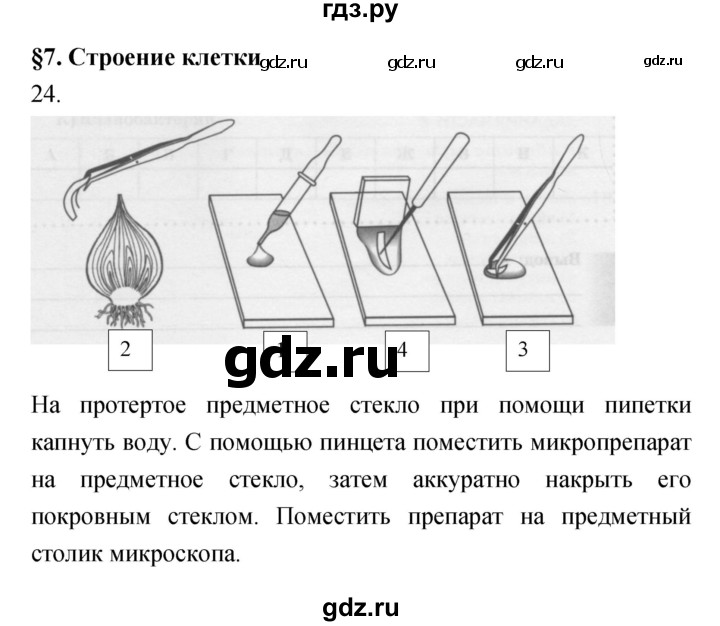 ГДЗ по биологии 5 класс Пасечник рабочая тетрадь Бактерии, грибы, растения  номер - 24, Решебник №1