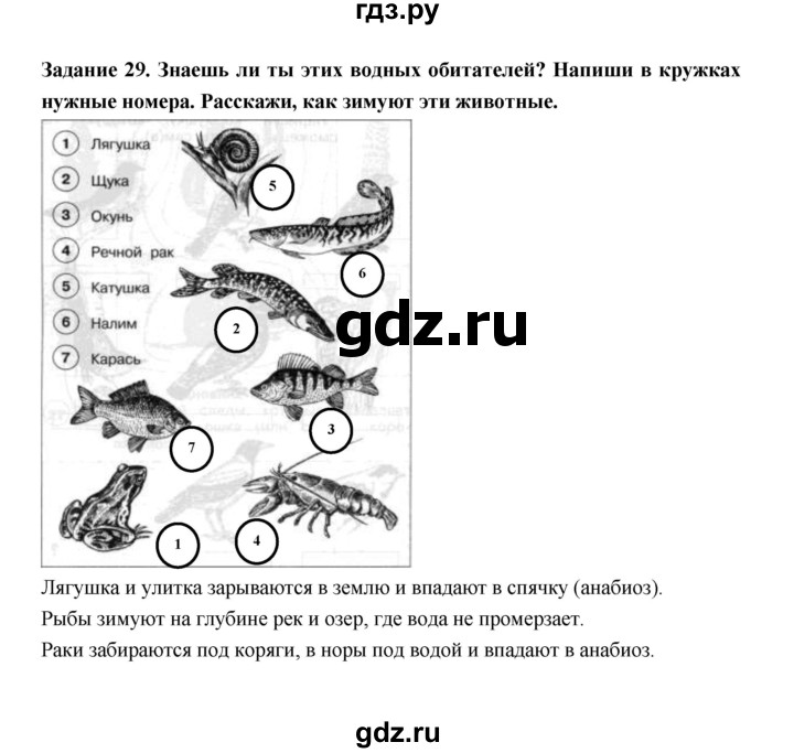ГДЗ по окружающему миру 1 класс Федотова тетрадь для самостоятельной работы  задание - 29, Решебник