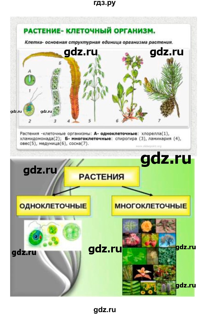 ГДЗ по биологии 5‐6 класс Сухова рабочая тетрадь  параграф - 32, Решебник №1